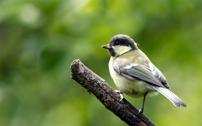 Papéis de parede da natureza fotografia de pássaro Visualizações:37709