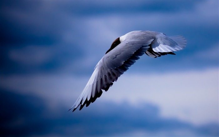 pájaro cielo hd-Animal foto fondo de pantalla Vistas:9267