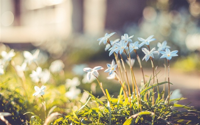 Papel de parede azul da natureza bokeh-Flowers Visualizações:8583