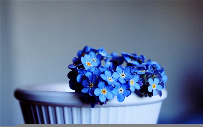 blue not forget me-Flowers HD Wallpaper Views:10577 Date:2014/3/18 9:04:40