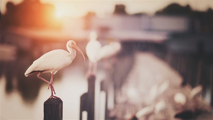 bridge birds bokeh-Animal photo wallpaper Views:7983 Date:2014/3/9 7:27:20