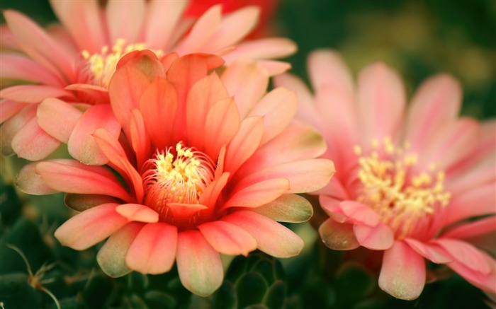 cactus blossom flowers-Plants Photo Wallpaper Views:10430 Date:2014/3/23 3:21:24