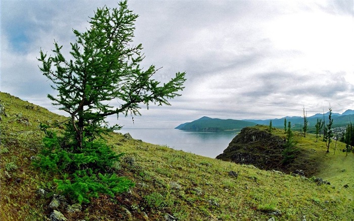 pierres d'arbres de la côte terre-Nature Fond d'écran Vues:8813