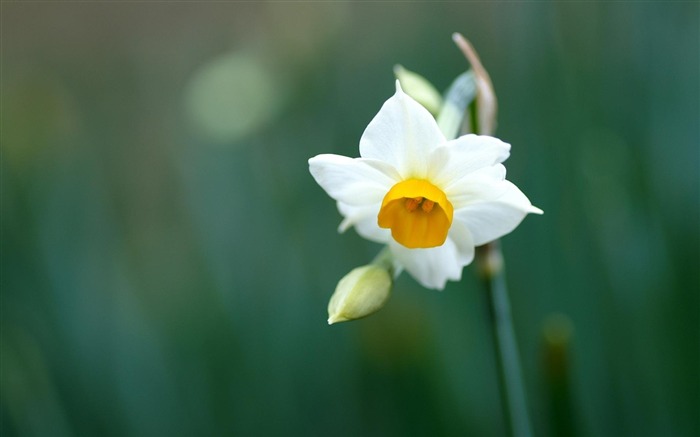 narciso de flores daffodil-Flowers HD Wallpaper Visualizações:10971