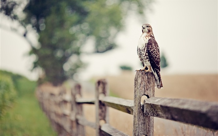 falcon eagle bird-Animal photo wallpaper Views:7701 Date:2014/3/9 7:27:58