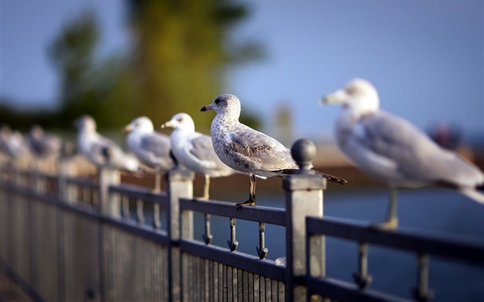 fence seagulls bird-Animal photo wallpaper Views:6924 Date:2014/3/9 7:28:50