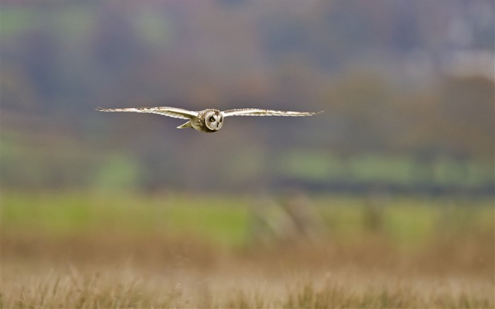 field bird owl-Animal photo wallpaper Views:7233 Date:2014/3/9 7:29:28