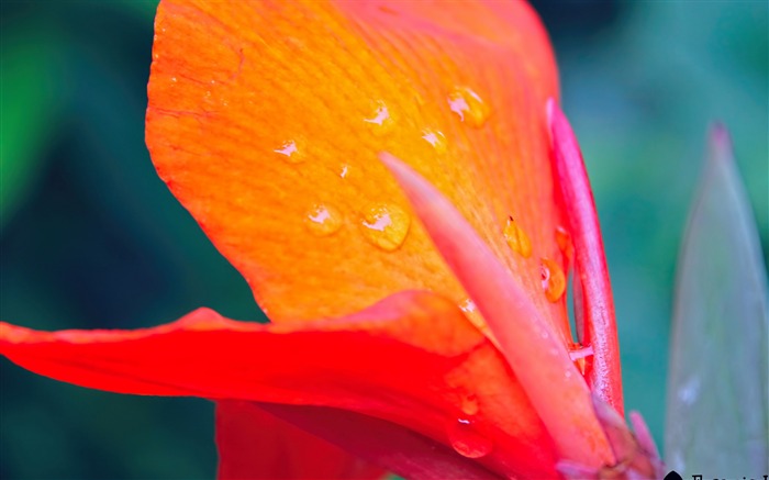 flower pink-Plants Photo Wallpaper Views:8838 Date:2014/3/23 3:24:27