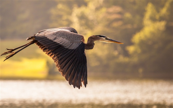 gran garza azul pájaro-Animal foto fondo de pantalla Vistas:9798