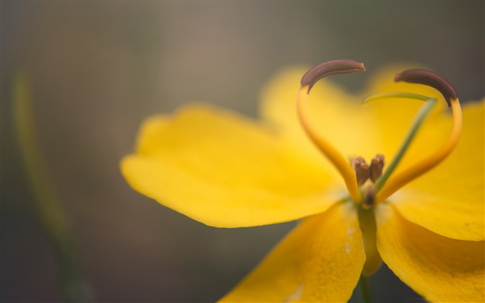 heart flower-Plants Photo Wallpaper Views:9015 Date:2014/3/23 3:27:57