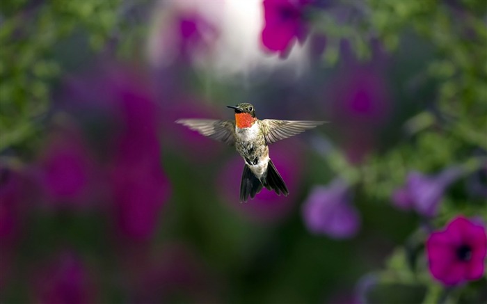 hummingbird hd-Animal photo wallpaper Views:9797 Date:2014/3/9 7:31:12