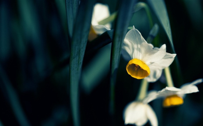 Papel de parede de narciso-Flores japonês Visualizações:7295