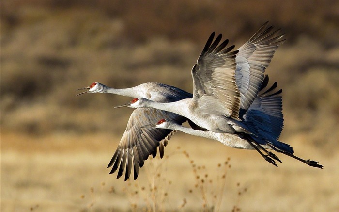 nature storks birds-Animal photo wallpaper Views:7574 Date:2014/3/9 7:32:35