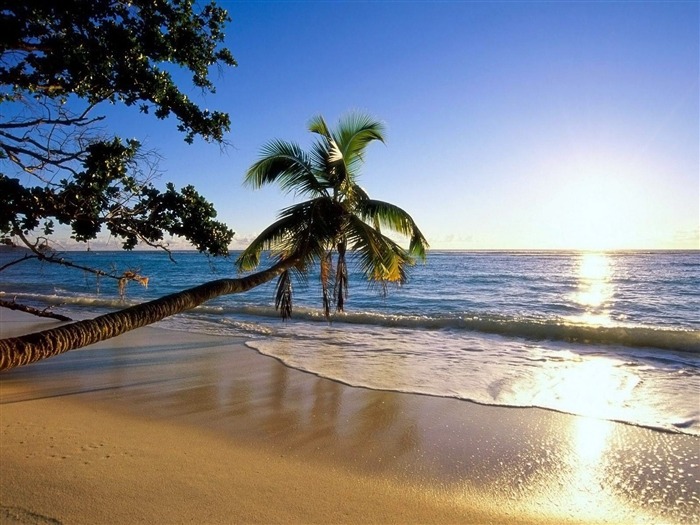 arbres de palmier plage côte-Nature Fond d'écran Vues:11757