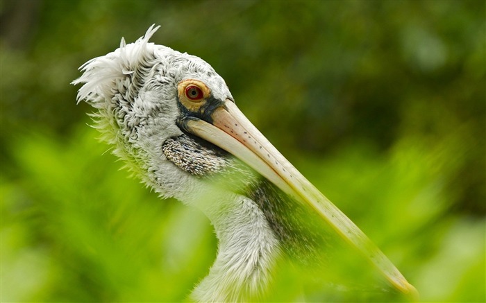 pelican head bird-Animal foto fondo de pantalla Vistas:7181