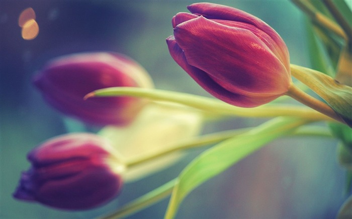 purple tulips bokeh-Flowers HD Wallpaper Views:11143 Date:2014/3/18 9:02:43