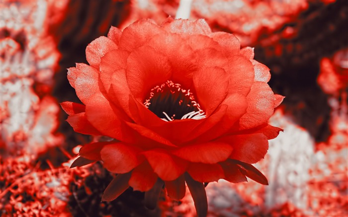 rouge fleur de cactus-Plant Photos Fond d'écran Vues:9557