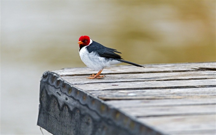 red capped bird-Animal photo wallpaper Views:8405 Date:2014/3/9 7:23:34