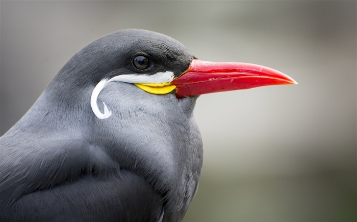 seabird inca tern-Animal photo wallpaper Views:9611 Date:2014/3/9 7:33:46