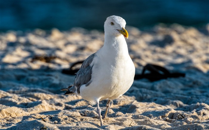 seagull beach bird-Animal photo wallpapers Views:6955 Date:2014/3/9 7:36:02