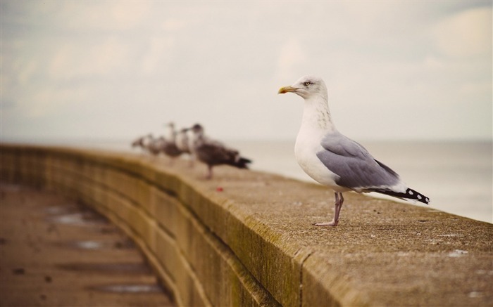 seagulls hd-Animal photo wallpapers Views:7488 Date:2014/3/9 7:35:13