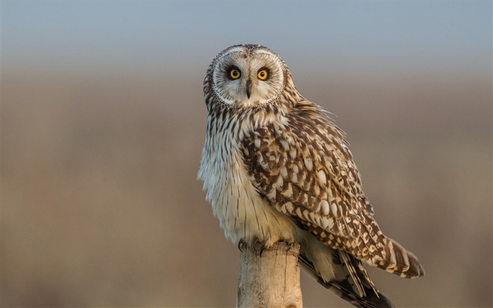 short eared owl-Animal photo wallpaper Views:7985 Date:2014/3/9 7:36:45