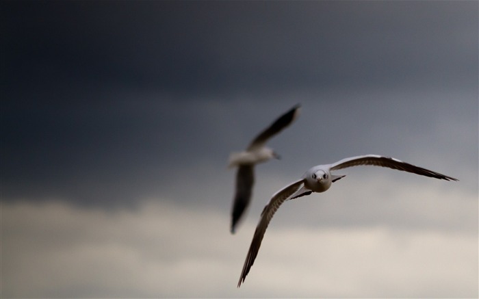 cielo gaviotas pájaros-Animal foto fondo de pantalla Vistas:6611