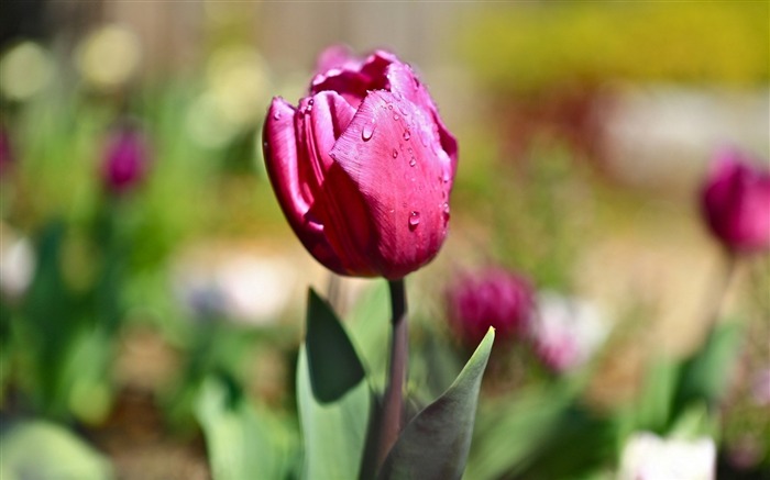 Primavera Tulipa Dew-Flowers HD Wallpaper Visualizações:7405