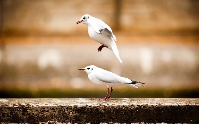 dos pájaros gaviotas-Animal foto fondo de pantalla Vistas:6344