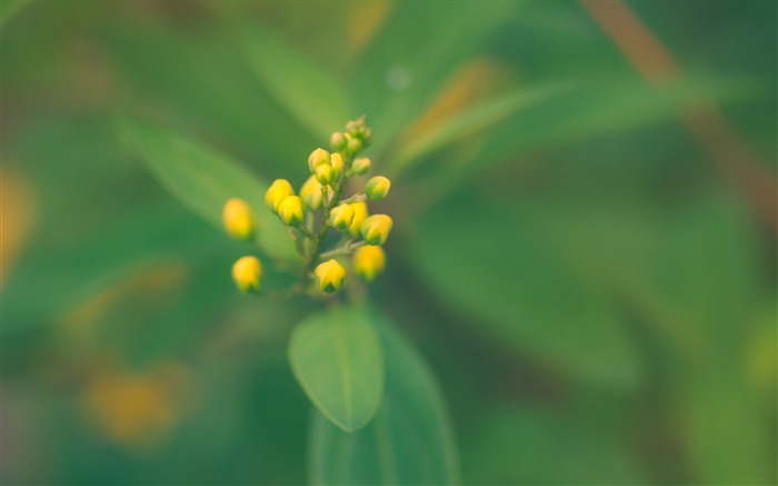 yellow buds flowers-Plants Photo Wallpaper Views:6525 Date:2014/3/23 3:35:59