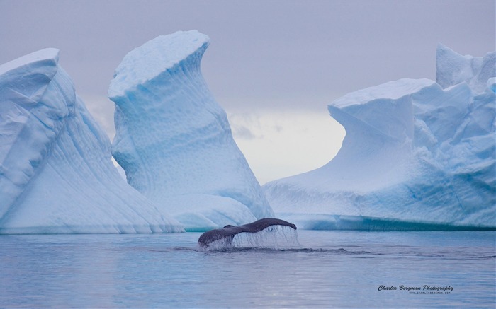 Antarctic whales-Animal Photo Wallpaper Views:11051 Date:2014/4/3 8:41:57