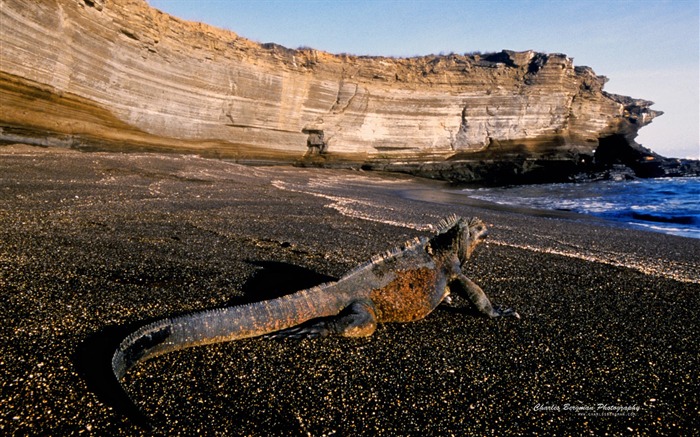 Beach Lizard-Animal Photo Wallpapers Views:8944 Date:2014/4/3 8:45:50