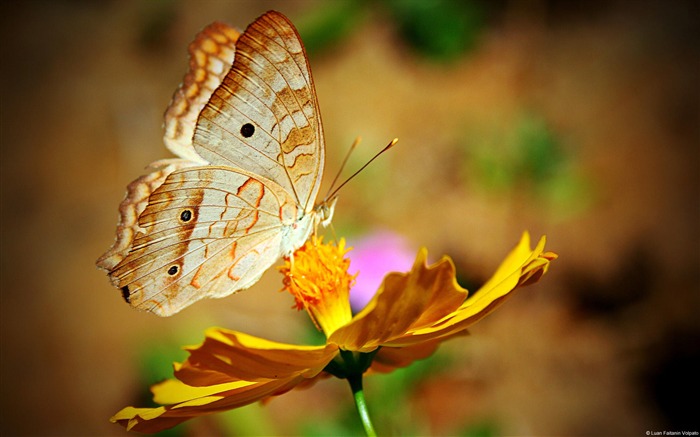 Butterfly Flowers-Animal Photo Wallpaper Views:8309 Date:2014/4/3 8:36:42