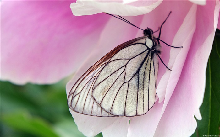 Butterfly Flowers Pink-Animal Photo Wallpaper Views:8745 Date:2014/4/3 8:37:54