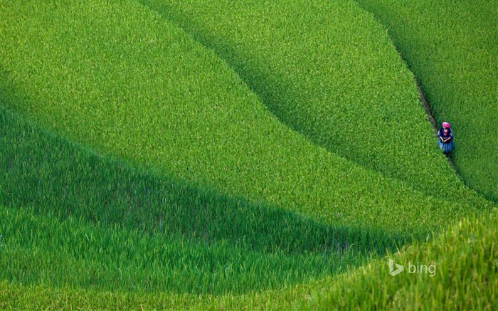 Chinese rice fields-Bing wallpaper Views:11675 Date:2014/4/2 10:29:51