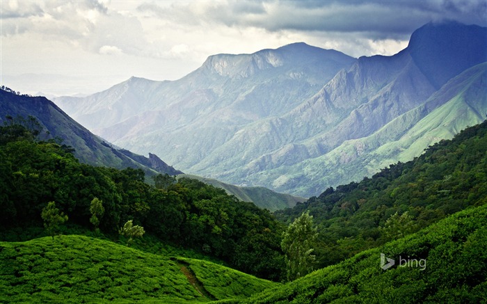 Green Jungle-Bing wallpaper Views:11832 Date:2014/4/2 10:16:41