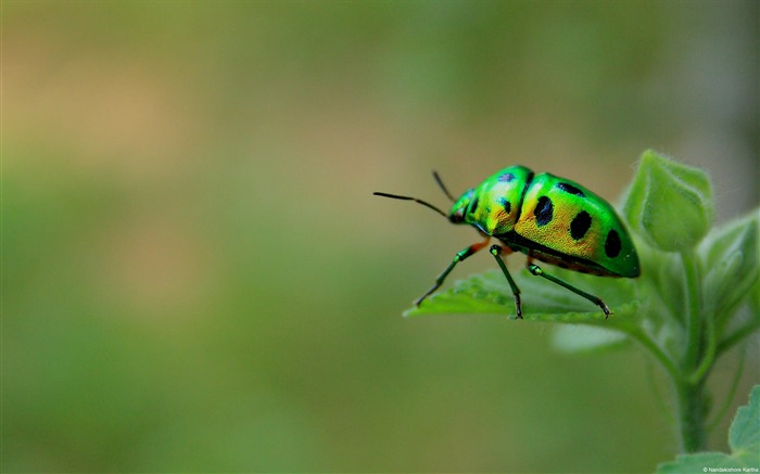 Green insect-Animal Photo Wallpaper Views:10261 Date:2014/4/3 8:38:34