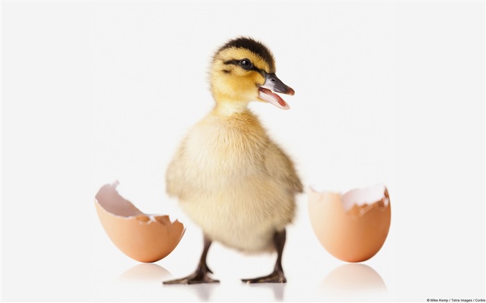 Hatched ducklings-Windows Photo Wallpaper Views:7832 Date:2014/4/23 8:09:54