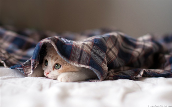 Hidden Kitten-Windows Photo Wallpaper Views:10213 Date:2014/4/23 8:23:35