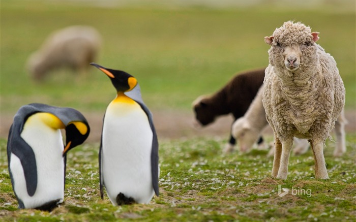 Lambs and penguins-Bing wallpaper Views:9162 Date:2014/4/2 10:22:06