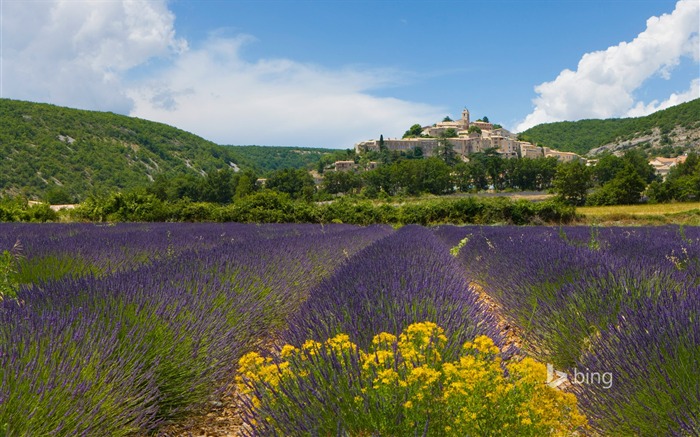 Lavender Garden-Bing wallpaper Views:10792 Date:2014/4/2 10:31:30