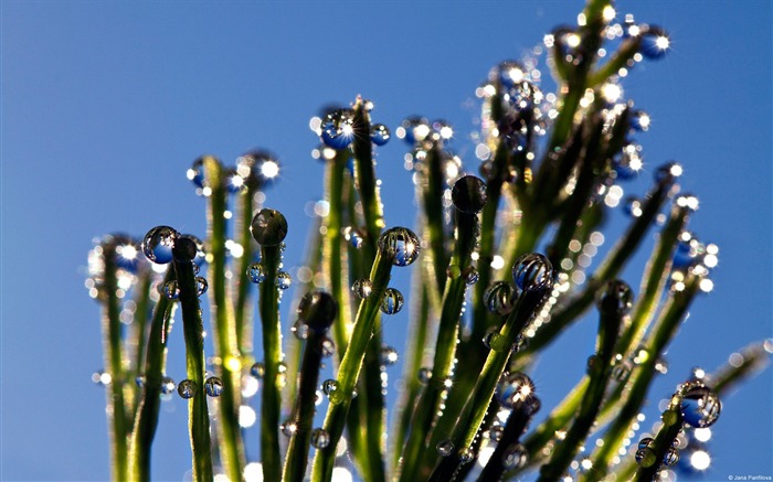 Leaves with dew-Windows Photo Wallpaper Views:7531 Date:2014/4/23 8:07:00