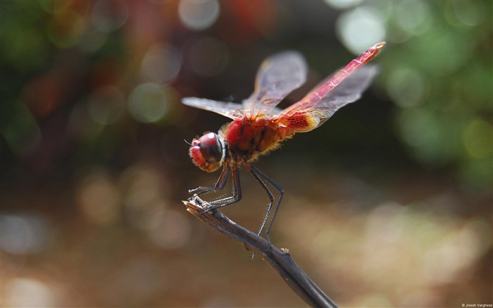 Libellule rouge-Animal Photo Wallpaper Views:8338 Date:2014/4/3 8:37:22