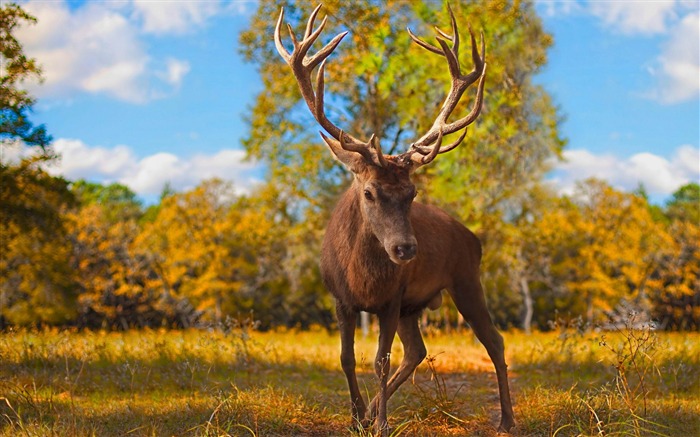 Bucks-Animaux HD Fond d'écran Vues:14302