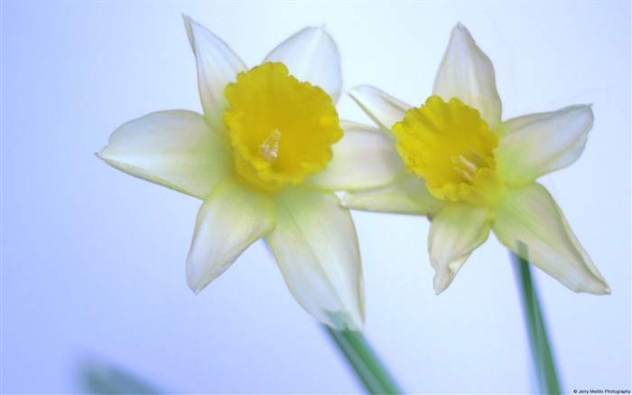 Narcissus-Windows Photo Wallpaper Views:7041 Date:2014/4/23 8:17:21