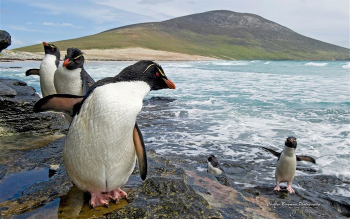 Penguin Coast-Animal Photo Wallpapers Views:8889 Date:2014/4/3 8:46:56