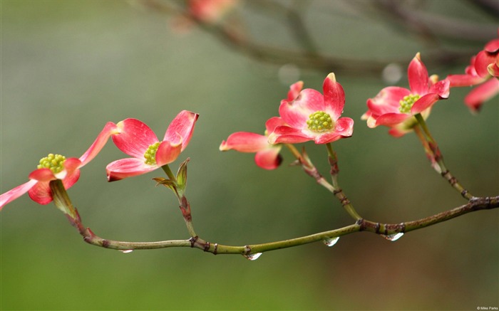 Windows盛開的雨花照片壁紙 查看次數:9089