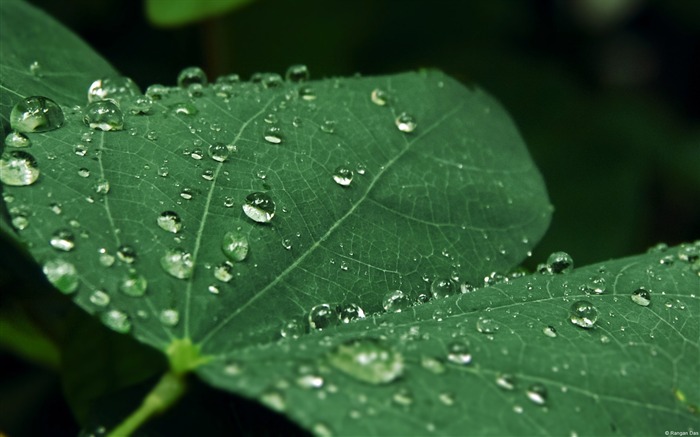 Raindrops on leaves-Windows Photo Wallpaper Views:8445 Date:2014/4/23 8:21:39