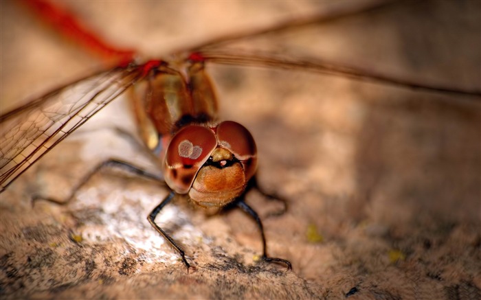 Libellule rouge-Animaux HD Fond d'écran Vues:8627