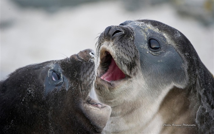 Seal-Animal Photo Wallpapers Views:9294 Date:2014/4/3 8:43:32